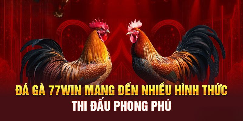 Chính sách đầu tư vào sảnh đá gà 77Win an toàn