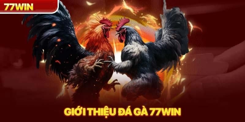 Tổng quan chung về loại hình giải trí đá gà 77Win